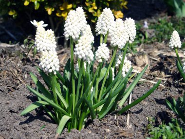 Güneşli bir günde baharda inci çiçeği