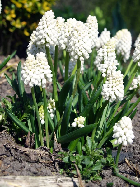 Güneşli bir günde baharda inci çiçeği
