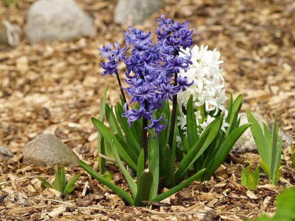 Hyacint Trädgården Februari — Stockfoto