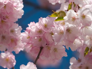 Baharda Kiraz Ağacı