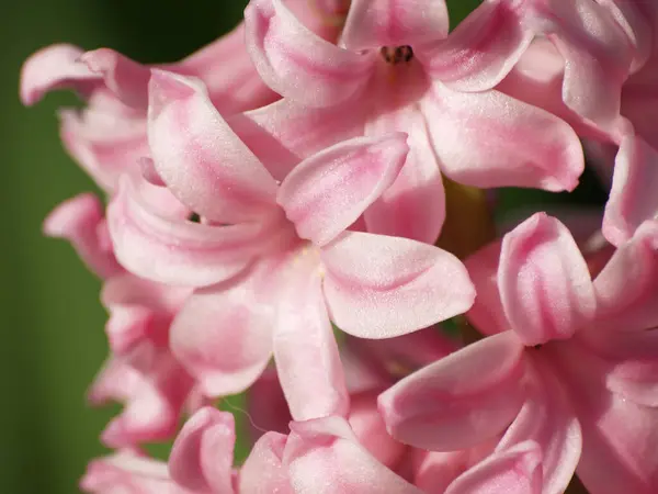 Hyacinth, çiçek açan sping, pembe