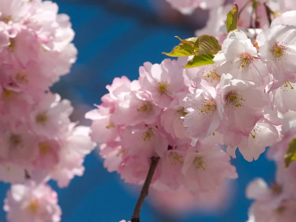 Baharda Kiraz Ağacı