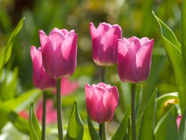 Baharda bahçede pembe laleler