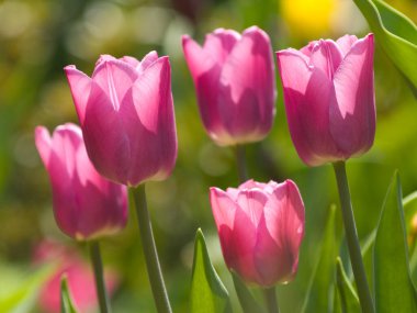 Baharda bahçede pembe laleler