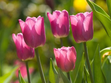 Baharda bahçede pembe laleler