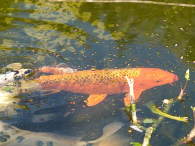 Koi, havuzda balık var.