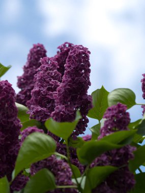 Beyazlı leylak fleder ve Mai leylağı