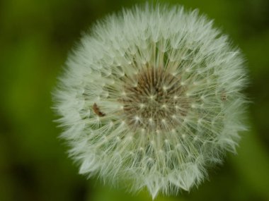 Baharda çiçek açan karahindiba.