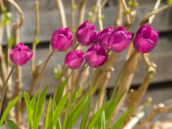 Baharda bahçede pembe laleler