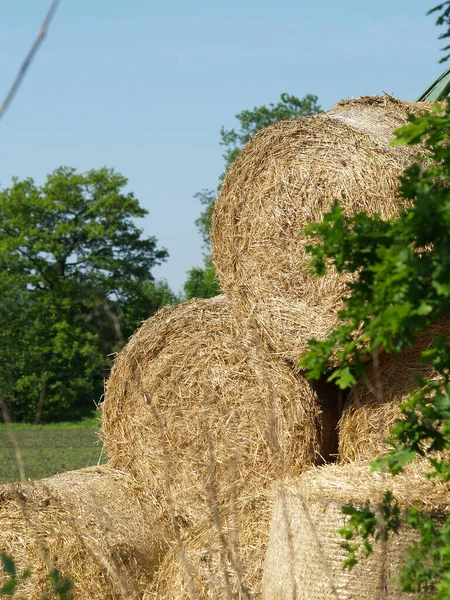 Yazın çayırda saman yuvarlanır.