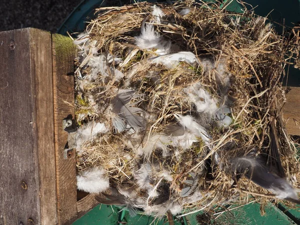 bahar aylarında temizlik için bir kutu. 