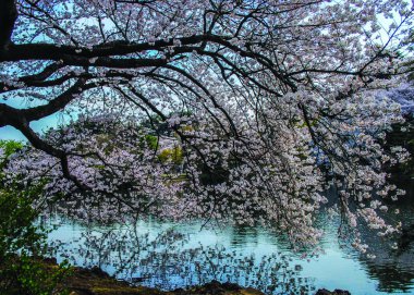 Arka planda nehir ile Japonya kiraz çiçeği