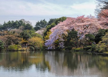 Ön planda bir göl ile Japonya kiraz çiçeği