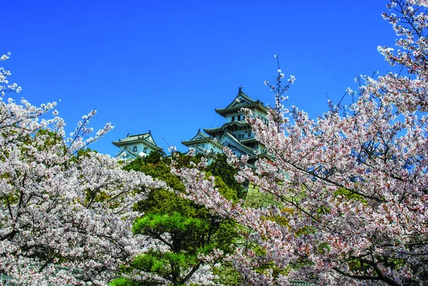 Замок Химэки Япония Сезон Цветения Вишни Яркий Солнечный Ясный День — стоковое фото
