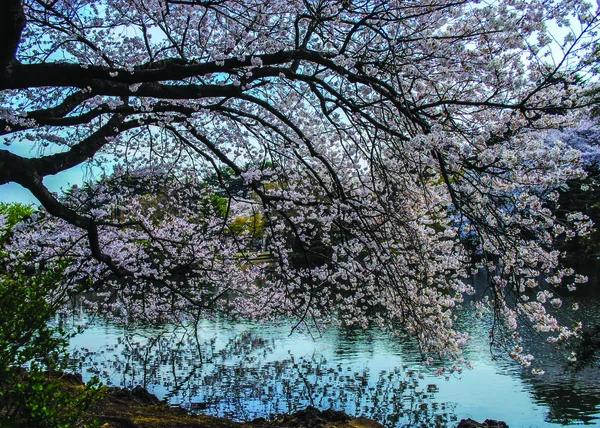 Японская Сакура Цветет Фоне Реки — стоковое фото