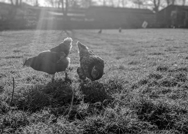 Svart Och Vitt Skott Frigående Kycklingar Roaming Ett Fält Våren — Stockfoto