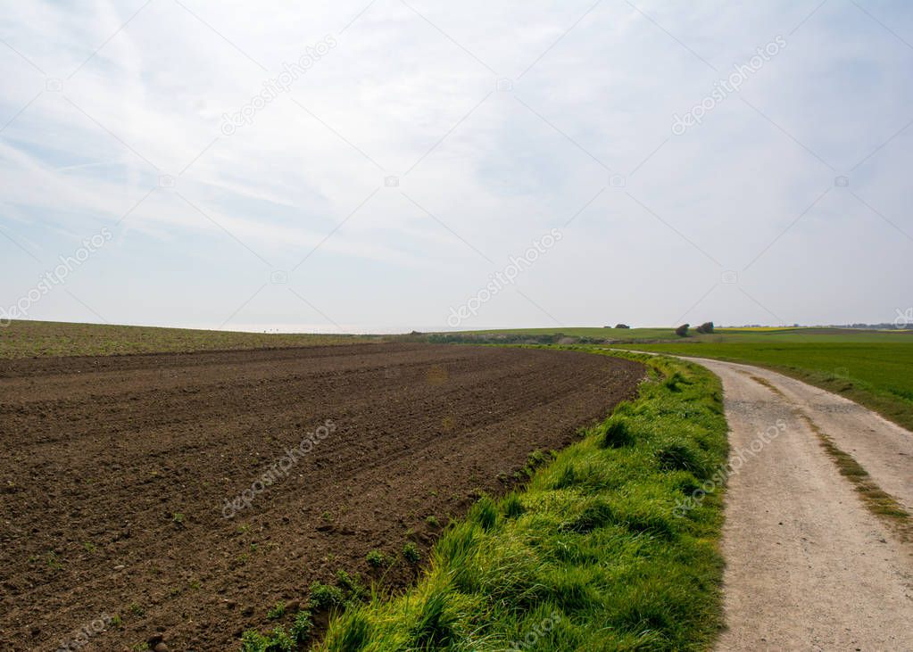  Yorkshire farm path cutting across a field full of crops.