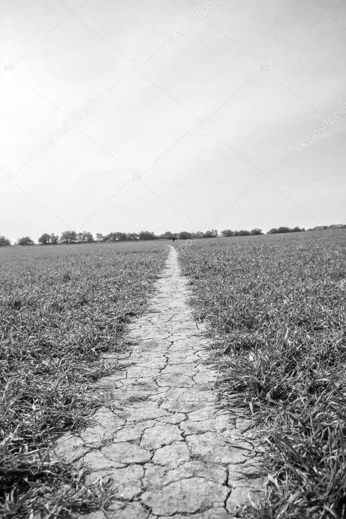  Yorkshire farm path cutting across a field full of crops.