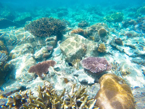 Отбеливание коралловых рифов Перхенских островов, Малайзия, 2018 год . Стоковая Картинка