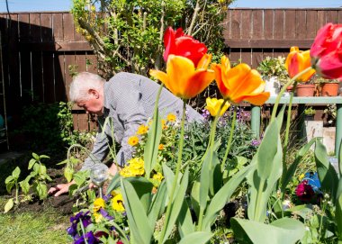 Yaşlı bir adam bahar güneşinde çiçek yatağına bakar.. 