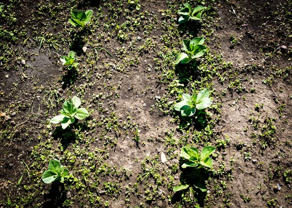 Una fila di gabbade inizia a crescere in un piccolo allomento . — Foto Stock