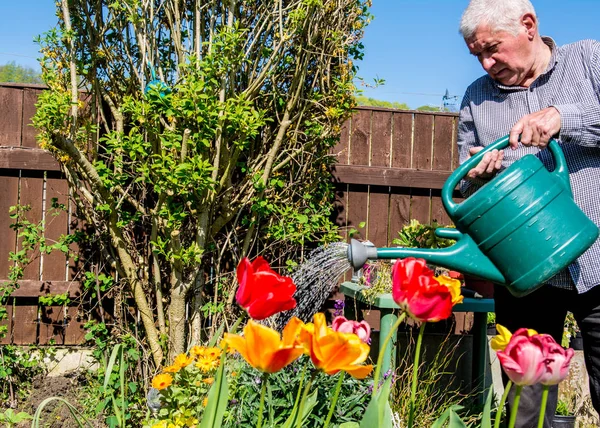 An older man tends to his flower bed in the spring sunshine. Royalty Free Stock Photos
