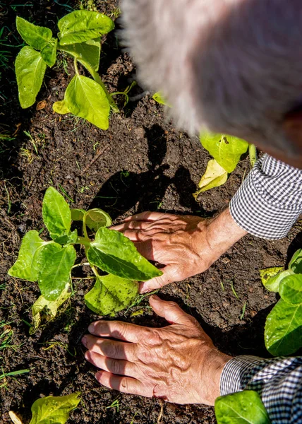 A retired man plants sunflowers in his flower bed in Spring Stock Photo