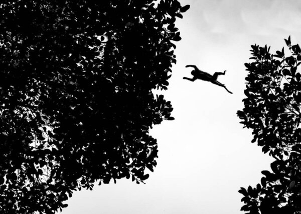 A monkey jumps between trees in Ella, Sri Lanka