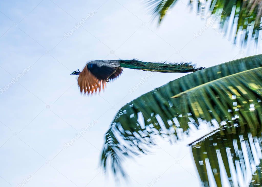 A peacock takes flight after a night in a palm tree.