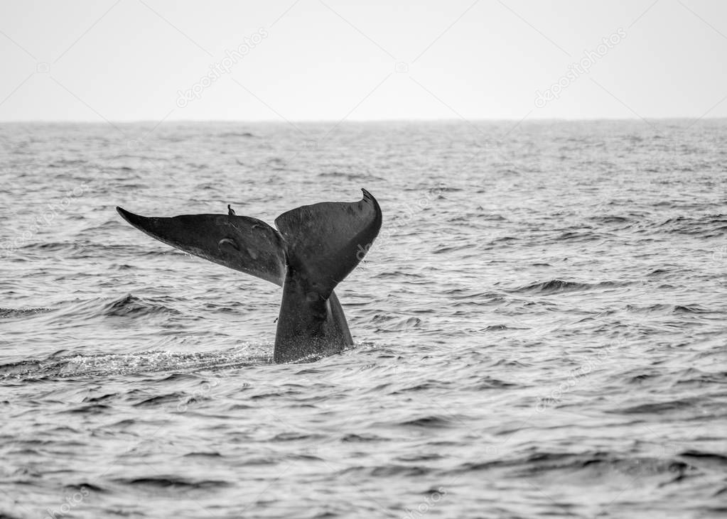 A blue whale at the surface of the water in Sri Lanka.