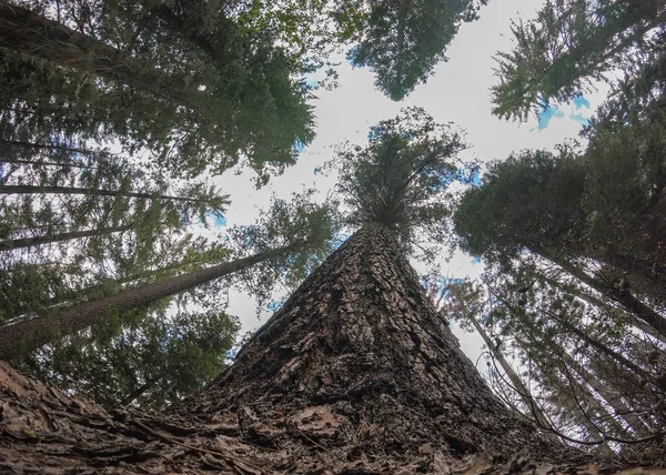Henry cowell state Park Bäume aus dem Boden — Stockfoto