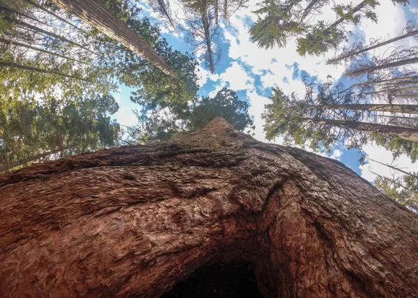 Henry cowell state Park Bäume aus dem Boden — Stockfoto