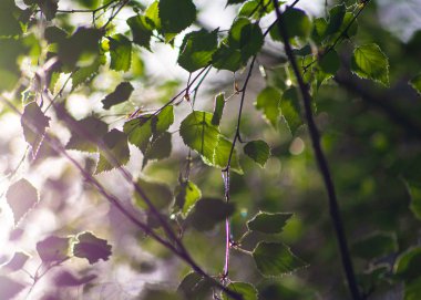 Güneş inerek bir ormanlık alan üzerinde gün batımı throgh