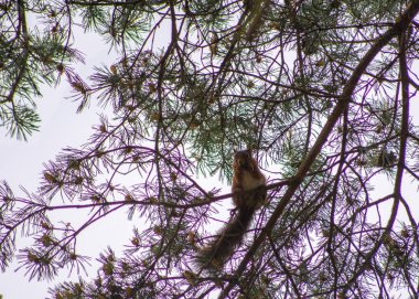 Whinfell Ormanında Vahşi Kırmızı Sincaplar, Cumbria, Uk