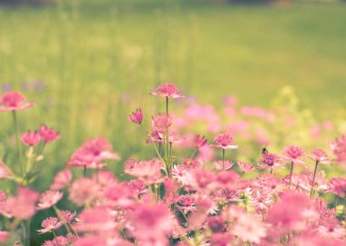 Yaban Çiçeği çayırları, bahar günü.