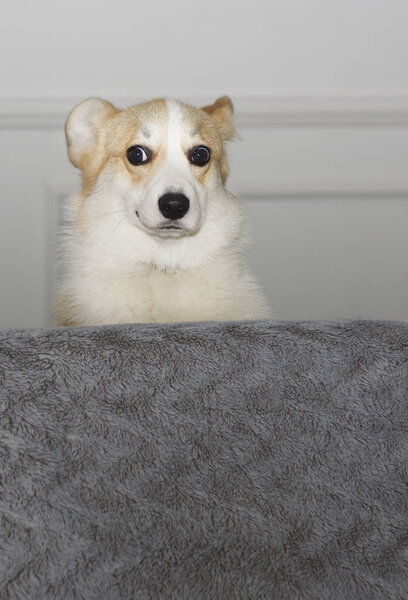 Humorous photo of domestic dog looking trough sofa. Funny portrait of little dog.