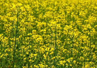 Kolza tohumu arka plan, olarak da bilinen tecavüz, yağlı tohum tecavüz parlak sarı çiçekli, Aile hardal, özellikle tarım arazisi çiçek açan petrol zengini seed.rapeseed çiçek için ekili üyesidir