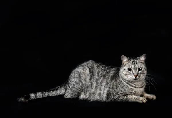 Cat isolated in dark background in studio with space for advertising and text. Beautiful grey cat, Cat portrait, beautiful kitten portrait close up,looking straight
