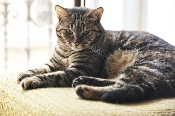Brązowy Kot Odpoczynek Krześle Słoneczny Gorący Letni Dzień Młody Kotek — Zdjęcie stockowe