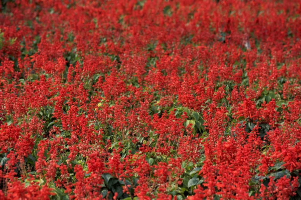 Red flowers background. Field of red flowers