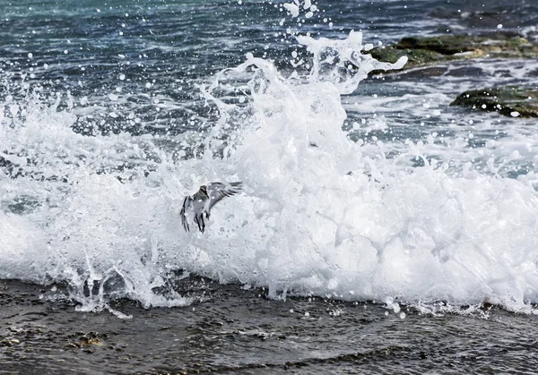 Stor Våg Närbild Stormigt Hav Rasande Medelhavet Stor Våg Närbild — Stockfoto