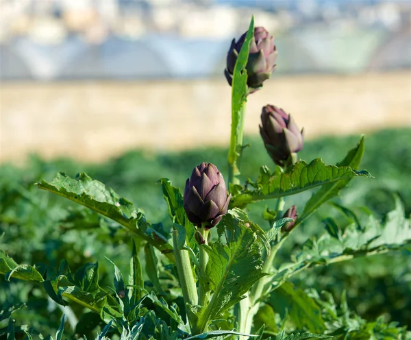 Artichoke Artichoke Plant Growing Vegetable Garden Artichoke Itself Grows Middle — Stock Photo, Image