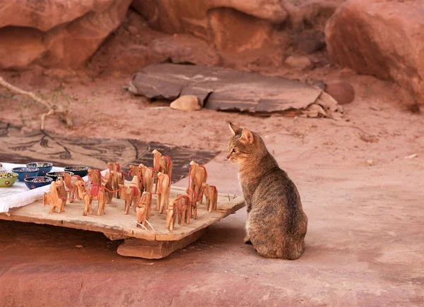 Petra Jordan Dec 2018 Brown Cat Sitting Red Rock Background — Stock Photo, Image
