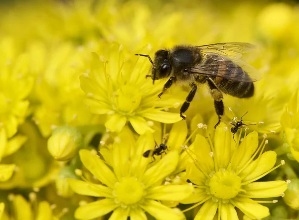 European honey bee (Apis mellifera) gathering pollen, Honey Bee harvesting pollen from yellow Blossom, honeybee, honey bee