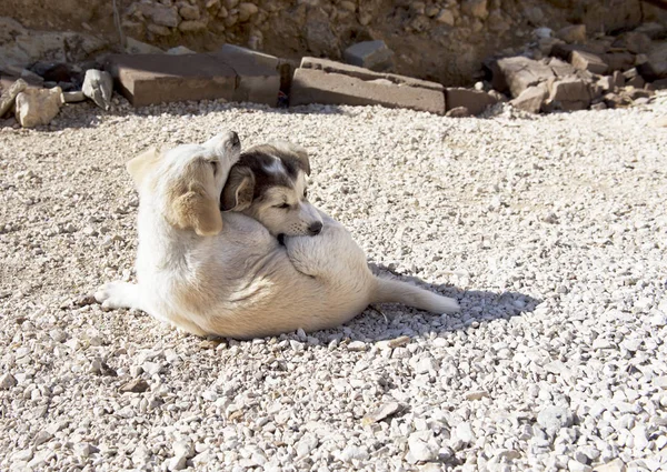 Cute dogs playing in the garden, happy pets playing outdoors on sunny day.cute little white dog and mix color dog. Small doggies friends playing outside. friends and love