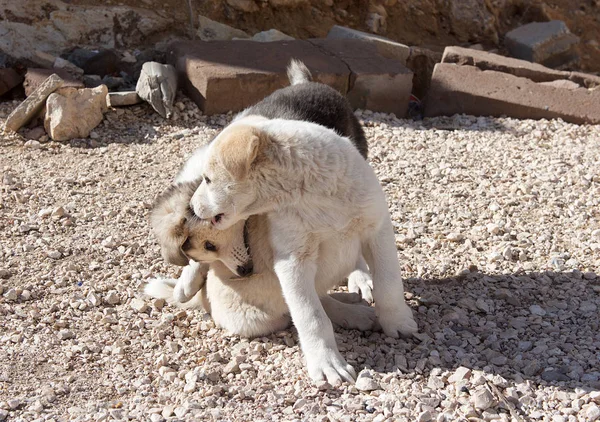 Söt Hund Leker Inne Trädgård Glad Sällskaps Djur Leker Utomhus — Stockfoto