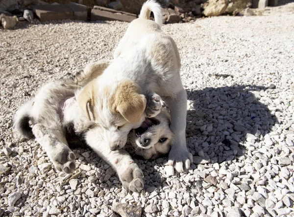 Симпатичные Собаки Играющие Саду Счастливые Питы Играющие Открытом Воздухе Солнечный — стоковое фото