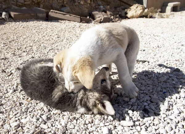 Cani Svegli Che Giocano Giardino Animali Domestici Felici Che Giocano — Foto Stock