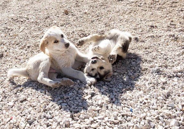 Bahçede Oynayan Sevimli Köpekler Mutlu Hayvanlar Güneşli Bir Gün Açık — Stok fotoğraf