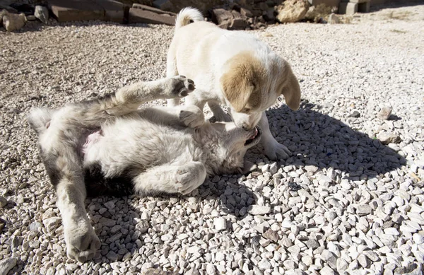 Bahçede Oynayan Sevimli Köpekler Mutlu Hayvanlar Güneşli Bir Gün Açık — Stok fotoğraf
